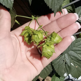 Common, Humulus (Hops) Seeds